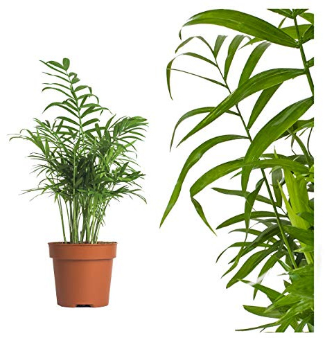 echte Bergpalme - ca. 60cm hoch - Chamaedorea elegans - luftreinigende Arecaceae Palme - echte Zimmerpflanze mit topf - Mexikanische Bergpalme - frisches Naturprodukt
