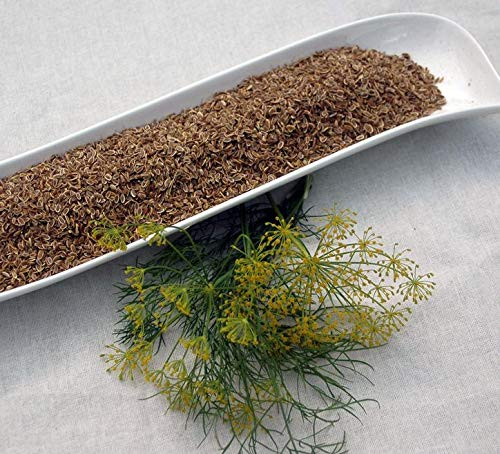 Krauterino24 - Dillsaat ganz, Menge:1000g