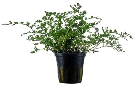 AquaOne Aquarium Pflanze Bolbitis heteroclita difformis Wasserpflanze | Aquariumpflanze Aufsitzer voll durchwurzelt einfach pflegeleicht Aquascaping Dekoration