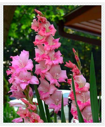 Gladiolus Bulbs UK,Potted-Plants-Rhizome,Excellent Display,Gladiolus Plants for Garden-3bulbs-H