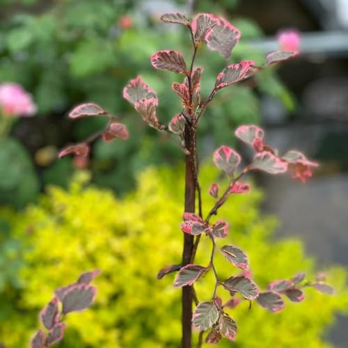 Semi di faggio europeo, da balcone resistenti Fagus sylvatica, semi di resistenti all'esterno acquistare 20pcs