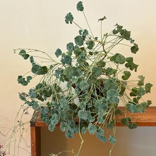 semi di geranio pelargonium appesi, giardino, d'appartamento da balcone resistenti, recisi di antiche varietà, balcone 55pcs
