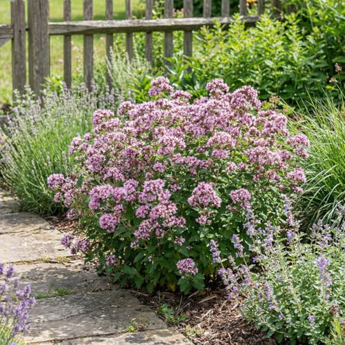 Bloomique - Set de 3 - Origanum vulgare - Orégano - Planta aromática - Resistente al frío - Altura 10-20 cm - Maceta 9x9 cm