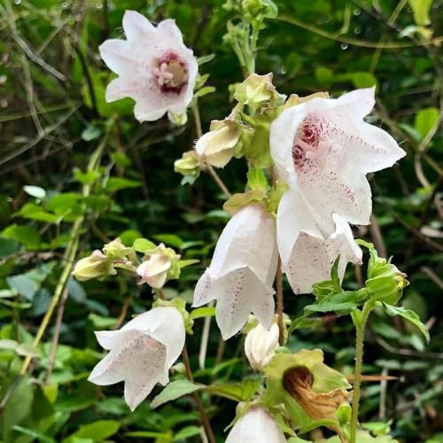Semi resistenti di campanula rare, decorazione del soggiorno di campanula decorazioni, luoghi soleggiati to perenni, da ombra 350pcs