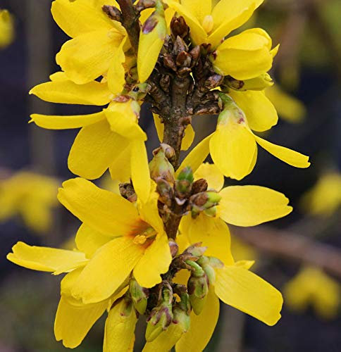 Forsythie Week End® 80-100cm - Forsythia intermedia - lebende Gartenpflanze aus den Baumschulen