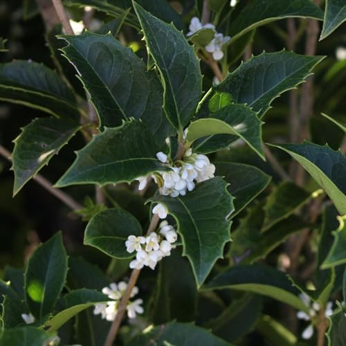 Vivai le Georgiche - Pianta vera di Osmanthus aquifolium - vaso Ø 24 cm