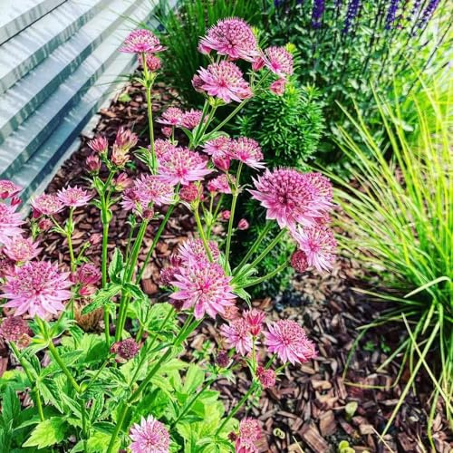 maestra semi di perenne resistenti giardino interni giardino balcone, perenne resistenti semi 50pcs