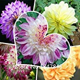 Garden Plant 100 Mixed Colors Dahlia Seeds- Super Dinner Plate flower seeds