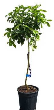 Sunny Tree - Mandarinier - Citrus Reticulata - 150 cm - arbre de 8 ans - arbre fruitier - A+