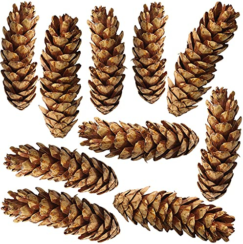 10er Set natürliche Kiefernzapfen als Streudeko - Tannenzapfen 15-25 cm braun lackiert - Herbstdeko, Bastelmaterial für DIY-Projekte, Adventskranz, Weihnachtsdeko, Naturdeko und Tischdekoration