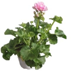 Geranio Rosa Natural en Maceta DECOALIVE – Planta Viva para un Jardín Colorido y Alegre