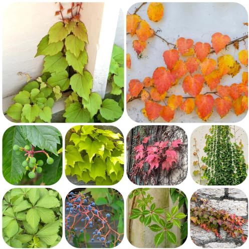 vite vergine - parthenocissus tricuspidata decorazioni giardino per 400semi