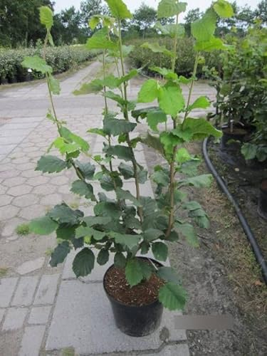 Corylus avellana Hallesche Riesennuss - Haselnuss - 80-100