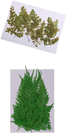 misppro 22 Stück echte gepresste getrocknete Blumen, schwarze Farne, Pflanzen, Blätter, Verzierungen, DIY-Materialien, Kartenherstellung, Schmuck, Harz, Handwerk, Scrapbooking, Kunsthandwerk