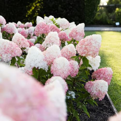 Green boutiQ - Plante de jardin - Hydrangea panniculata Living Pink & Rose - Hortensia paniculée - Rustique - Rose - 3 Plantes - Pot 12cm - Hauteur 20-30cm