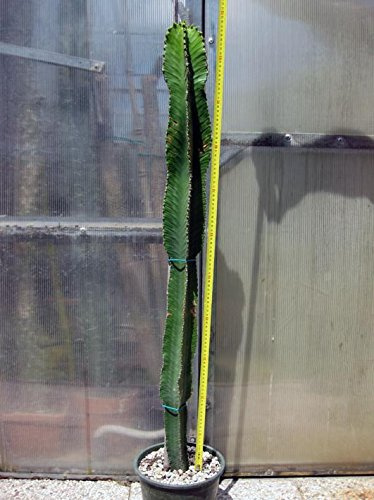 Geosism & Nature Euphorbia Eritrea 110 cm, Cactus, Planta suculenta