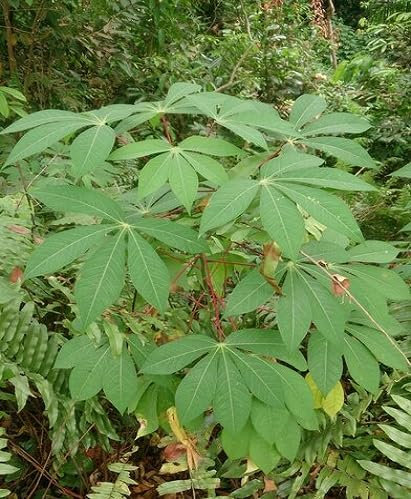 Lot de 20 nouvelles graines fraîches de manioc vert