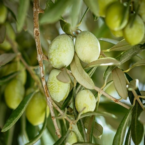 PIANTA DI ULIVO Compatible with BELLA DI CERIGNOLA *da mensa* in vaso 24 età 3/4 anni