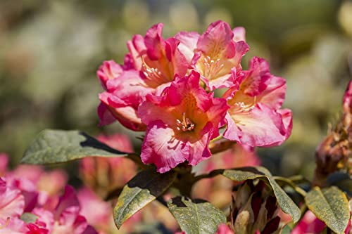 Rhododendron yakushimanum 'Barbarella' 40-50 cm – Winterhart, Immergrün, Mehrjährig – Rhododendron – Zierstrauch für Garten & Kübel