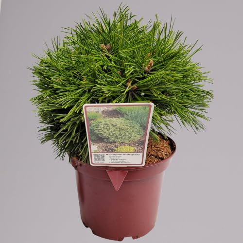 Zwerg Bergkiefer 'Benjamin', Höhe 20-25 cm, Topf 3 Liter, 3er-Set