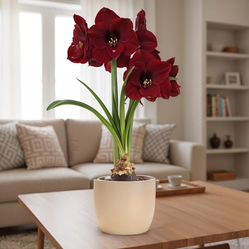 FLORIUM Amaryllis Zwiebel Benfica | 1 Blumenzwiebel in Großformat 26/30 | Exklusive Blumenzwiebeln Amarillis | Echte Pflanzen aus Holland | Hippeastrum Zwiebeln