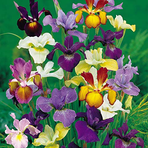 Iris Metallic Mixture Dutch Iris Hardy Bulb Mixture of Colours Purple, Maroon and Yellow Ideal as Cut-Flower 50 Bulbs by Thompson and Morgan