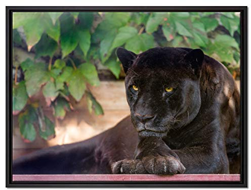 Pixxprint schöner schwarzer Panther Leinwandbild 80x60 cm im Bilderahmen, Wandbild, Schattenfugenrahmen, Kein Poster