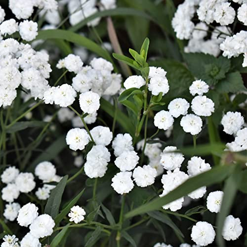 Achillea Marshmallow Perennial Flower Seeds - 'Achillea ptarmica' - 25 Organic Untreated Seeds