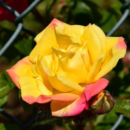 Peter Beales Roses Masquerade Climber, Semi-Double Climbing Rose, Red/Yellow, 450cm x 300cm