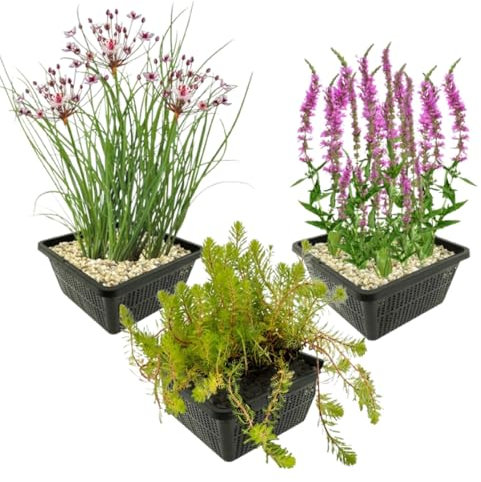 vdvelde.com - Sommerblühende Teichpflanzen - - Schwanenblume, Katzenschwanz, Aarvederkruid - 12 Pflanzen - Platzierung: -1 bis -10cm