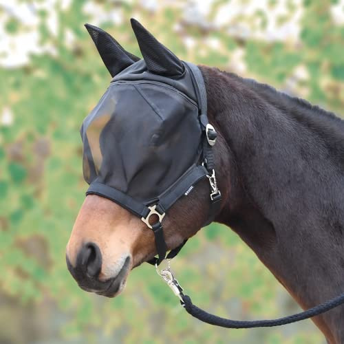 Busse