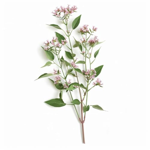 150 Semi di Valeriana Officinale - SemiSelvaggio Permacultura