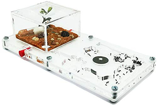 ANTHILLSHOP - Ameisenfarm aus Acryl │10 x 20 cm aus Schaum - mit Ameisen 20 bis 30 Arbeiter.