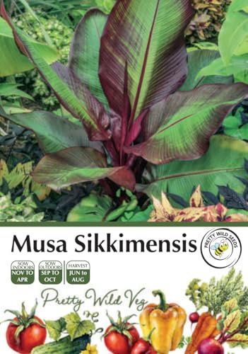 Banana Musa Sikkimensis Seeds in Pictorial Packet - 10 Seeds