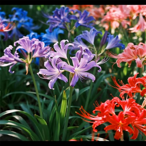 Lycoris/Varietà classica di Lycoris/Per l'architettura del giardino/Resistente al freddo e all'ombra-10 PCS-D