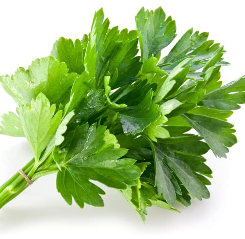 Mixed Herb Plants Selection, Parsley and Coriander, 2 x Full Plants in 9cm Pots, Kitchen Garden, Garden Ready and Ready to Plant, Premium Quality Herbs
