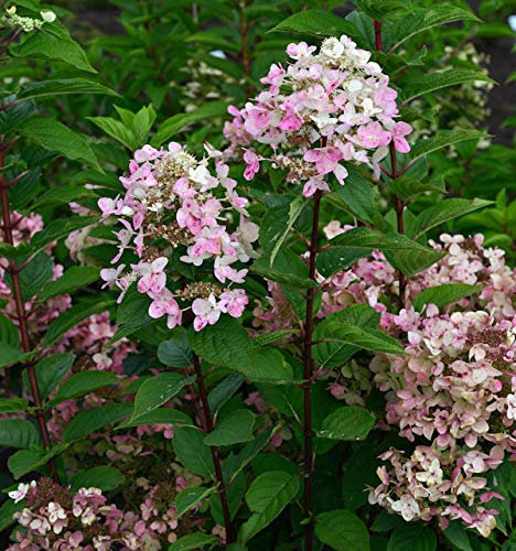 Hochstamm Rispenhortensie Wims Red 100-125cm - Hydrangea paniculata