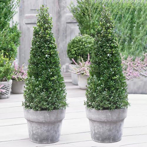 YouGarden Ilex crenata Pyramid, Pair of Established Shrubs in 7 Litre Pots, 60-70cm Tall Pyramid Topiary Ilex Shrubs, Ready to Plant and Display