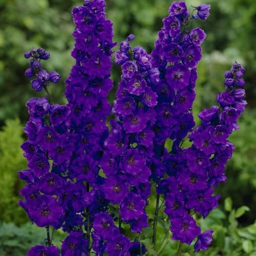 Buy4seeds 40 Seeds Delphinium Pacific Giant Black Knight Seeds Perennial Flower Useful for Garden and Outdoor