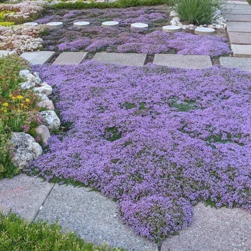 Kriechender ThymianSamen, exotische Thymian Bodendecker, blumensamen winterhart mehrjährig balkonpflanzen blumenwiese 1200pcs