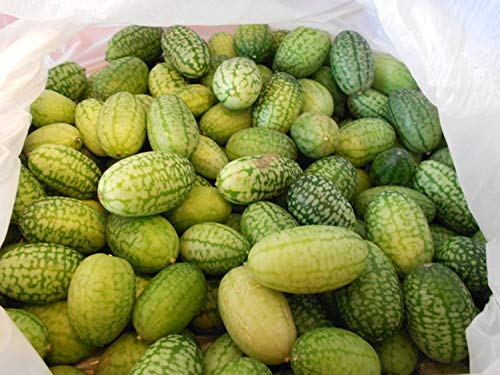 10 Semillas -Melothria scabra-Mini Pepino Mexicano-By Samenchilishop
