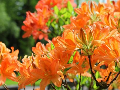 THISIT Paint by Number for Adults - Paint by Number Kits, Azaleas,Flowering,orange-16 x20 Unframed