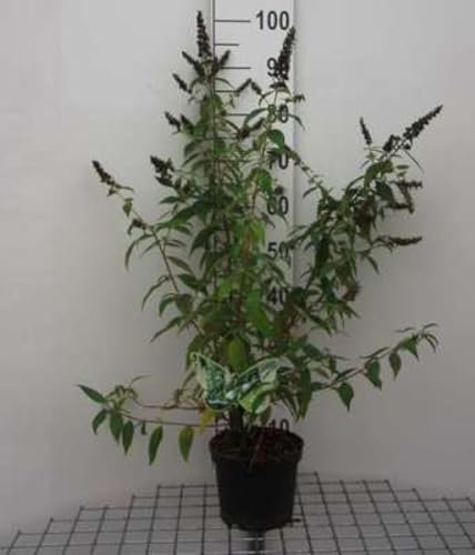 Buddleja 'Argus White'® - Schmetterlingsstrauch 40-60 cm Container