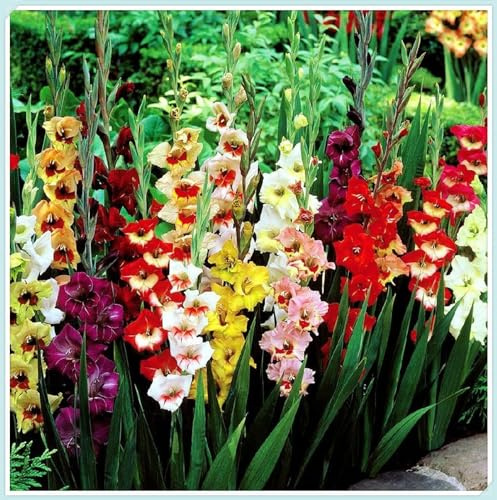 Robuste, ganzjährig pflanzbare Gladiolenknollen – Sommerblüher für Schnittblumen und sonnige Beete-3 rhizome