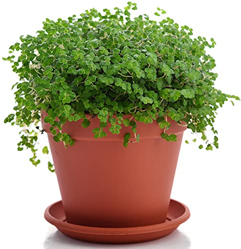 GardenersDream Soleirolia Helxine – Schnellwachsende Hängepflanze Zimmerpflanze – Für Regale, Körbe & Terrarien – Wunderschön für Zuhause & Büro (20–30 cm, inkl. Topf)