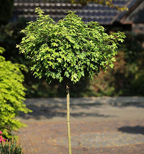 Hochstamm Kugel Feldahorn Nanum 125-150cm - Acer campestre - lebende Gartenpflanze aus den Baumschulen
