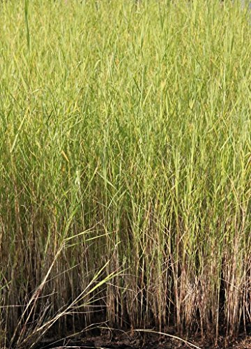 WASSERPFLANZEN WOLFF - 4er-Set im Gratis-Pflanzkorb - Phragmites australis - Schilf - Repositionspflanze