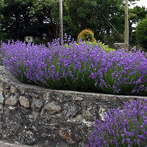 Stauden Gänge 3 x Lavandula angustifolia 'Munstead' (Staude/Stauden/Winterthart/Mehrjährig) Echter Lavendel - Stecklingsvermehrt - Tolle Lila Blüten - Sehr Insekten- und Bienenfreundlich