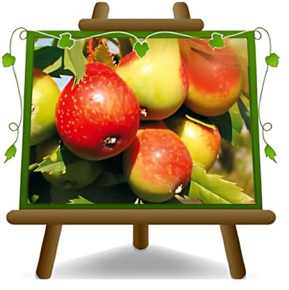 EURO PLANTS VIVAI Sorbier Domestique (Sorbus domestica) – Variété Ancienne – Plante Fruitière en Pot Ø 26 cm – Hauteur 170–180 cm – Âge 4 Ans