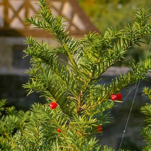 semi di taxus baccata - resistenti per il giardino sempreverdi resistenti all'esterno da interno mini giardino, vero 75pcs